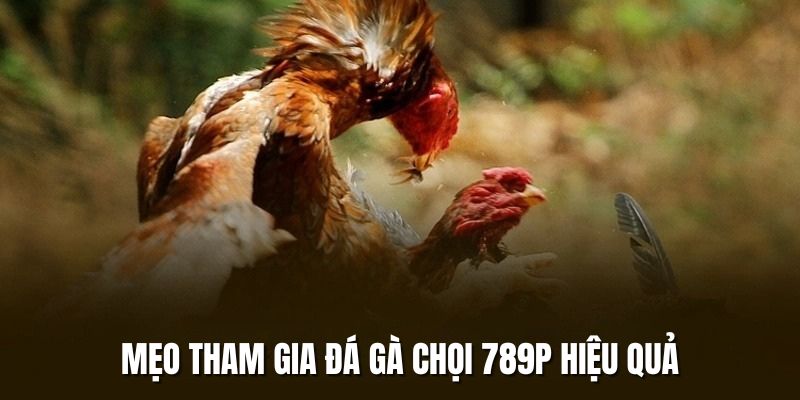 Chiến thuật tham gia chọi kê tại 789P hiệu quả